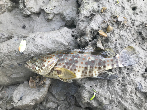 イシミーバイの釣果