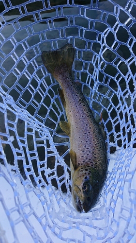 ブラウントラウトの釣果