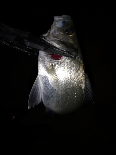 セイゴ（ヒラスズキ）の釣果