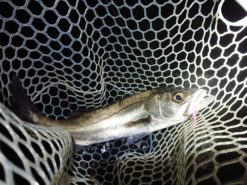 フッコ（タイリクスズキ）の釣果