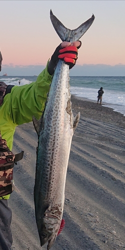 サワラの釣果