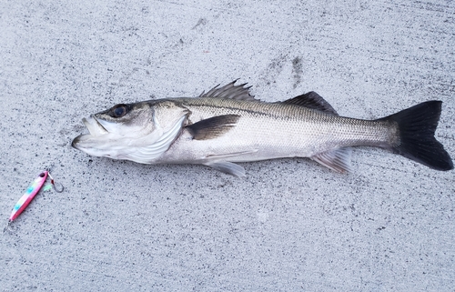 スズキの釣果