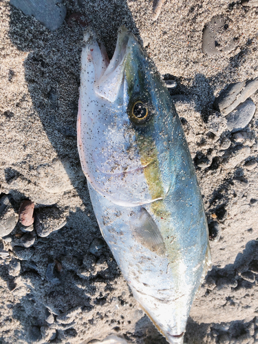 イナダの釣果