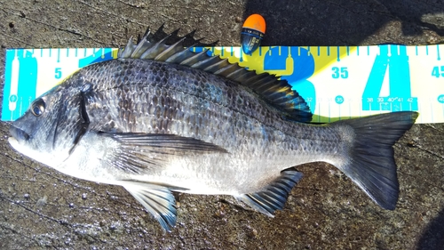 クロダイの釣果