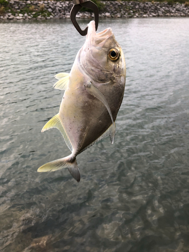 メッキの釣果