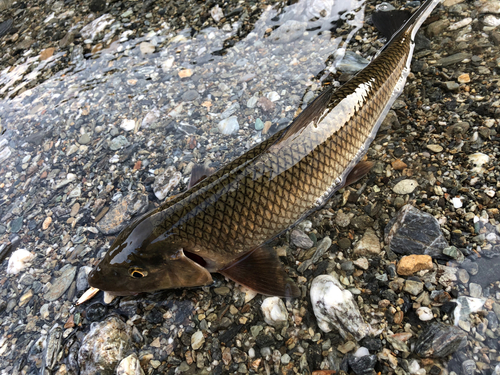 ニゴイの釣果