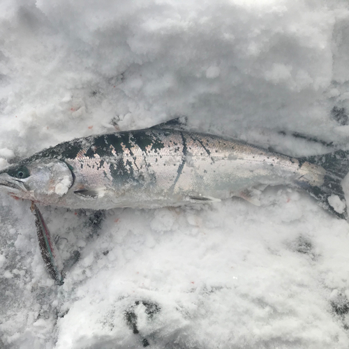 サクラマスの釣果