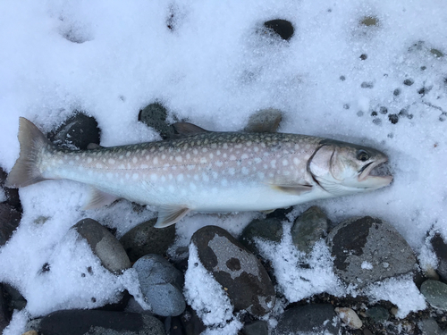 アメマスの釣果