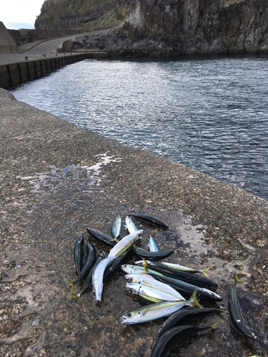 ムロアジの釣果