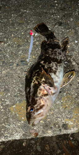 タケノコメバルの釣果