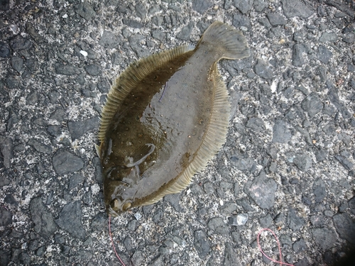 カレイの釣果