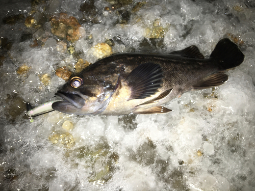 クロソイの釣果