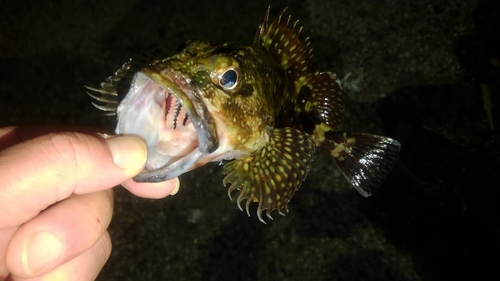 アラカブの釣果