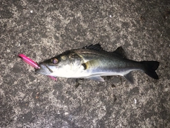 フッコ（マルスズキ）の釣果