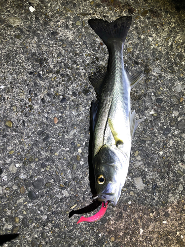 シーバスの釣果