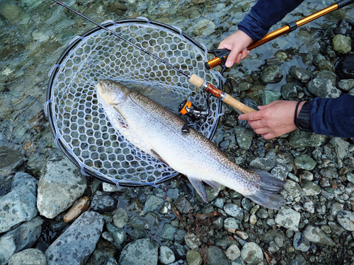 イトウの釣果