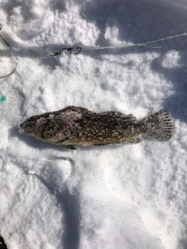 ハゴトコの釣果