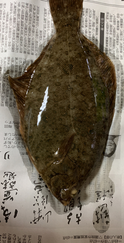 カレイの釣果