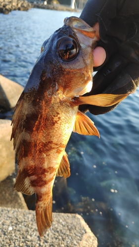 シロメバルの釣果