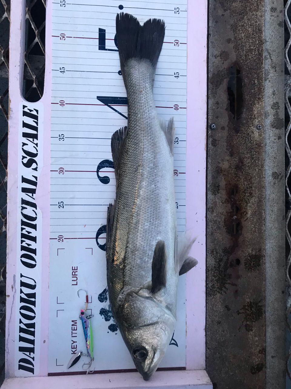 フッコ（マルスズキ）