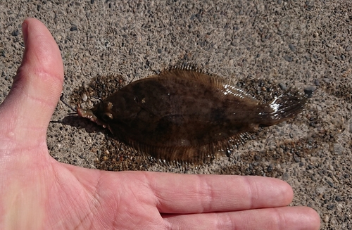 カレイの釣果