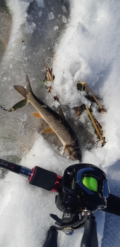 ウグイの釣果