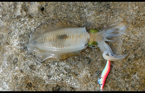 アオリイカの釣果