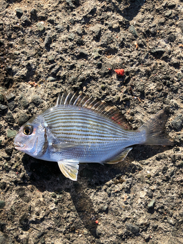 メジナの釣果