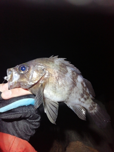 シロメバルの釣果