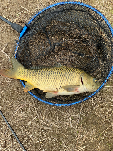 コイの釣果