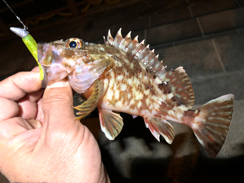 カサゴの釣果