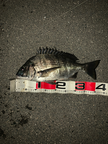 チヌの釣果