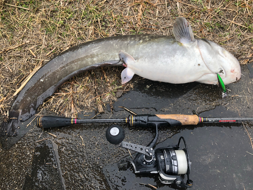 ナマズの釣果