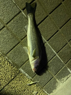 セイゴ（マルスズキ）の釣果