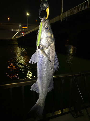 シーバスの釣果