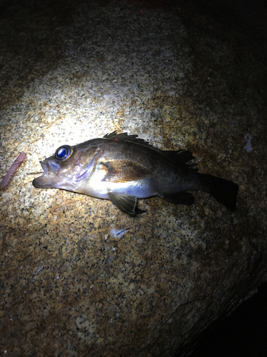 クロメバルの釣果