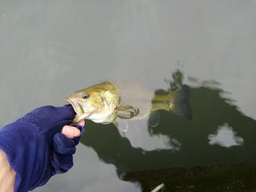 ブラックバスの釣果