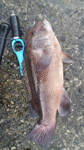 コブダイの釣果