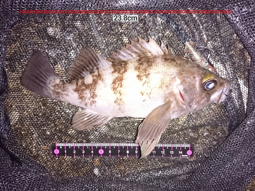 メバルの釣果