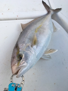 カンパチの釣果