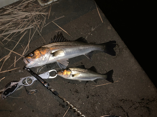 シーバスの釣果