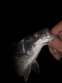 セイゴ（マルスズキ）の釣果