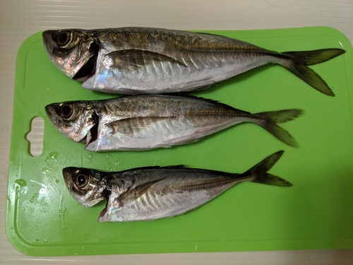 アジの釣果