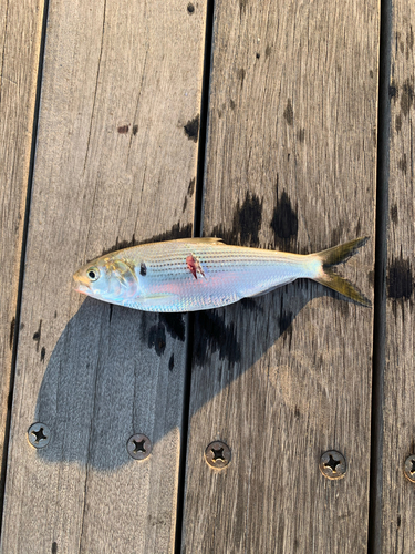 コノシロの釣果