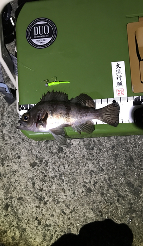 メバルの釣果