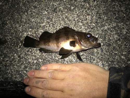 クロメバルの釣果