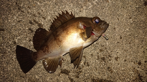 メバルの釣果