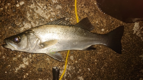 フッコ（ヒラスズキ）の釣果