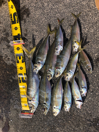 アジの釣果