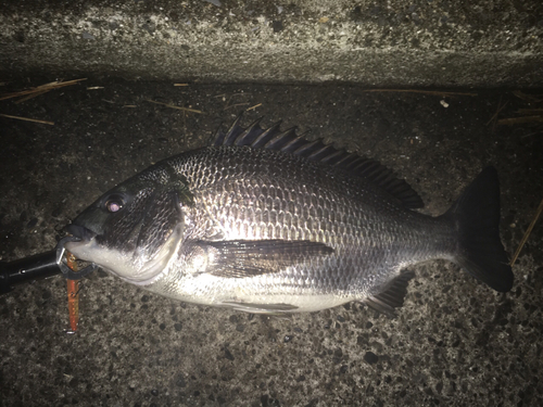 クロダイの釣果